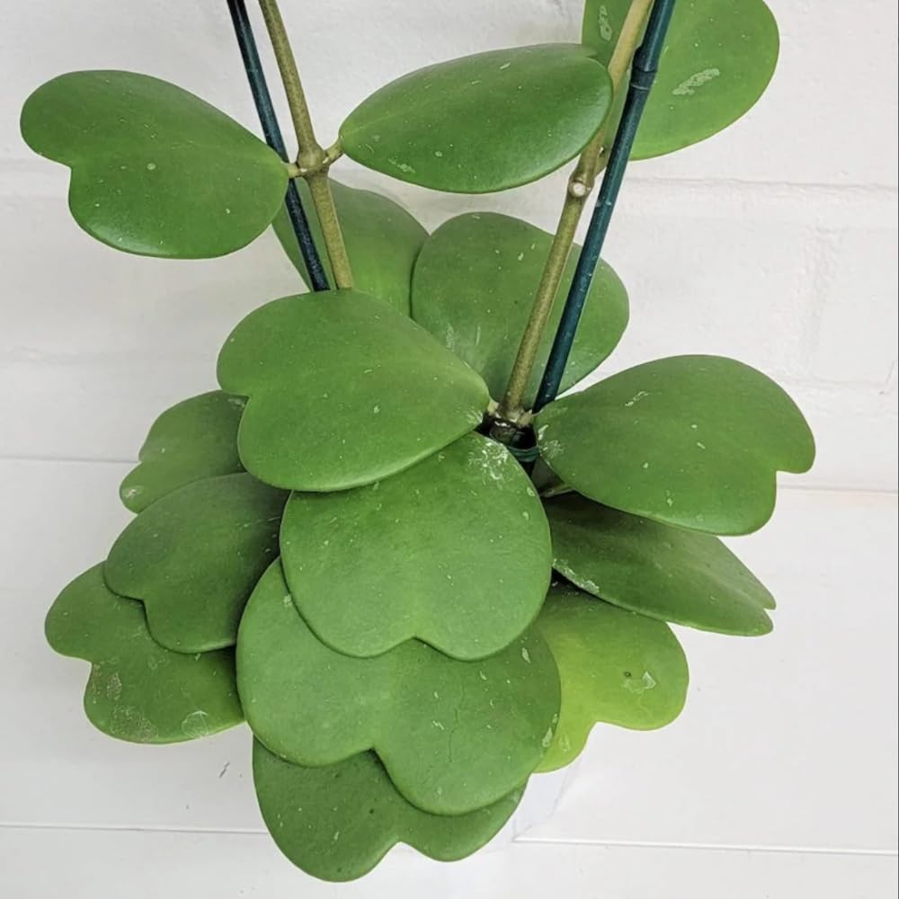 Live Green Hoya Kerrii Plant | Heart Leaf Vine in 4-Inch Pot | Established Tropical Indoor Plant | Versatile Heart-Shaped Foliage for Modern Design