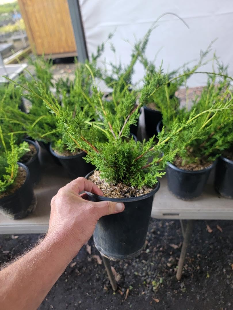 Shimpaku Dwarf Chinese Juniper - Live Plant - (2.5 QT)