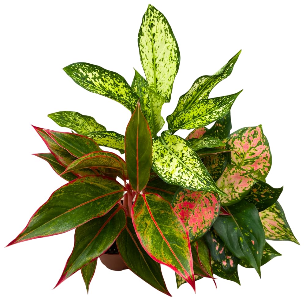 BubbleBlooms Aglaonema Assortment 4 inch Pots Set of 3 Chinese Evergreen