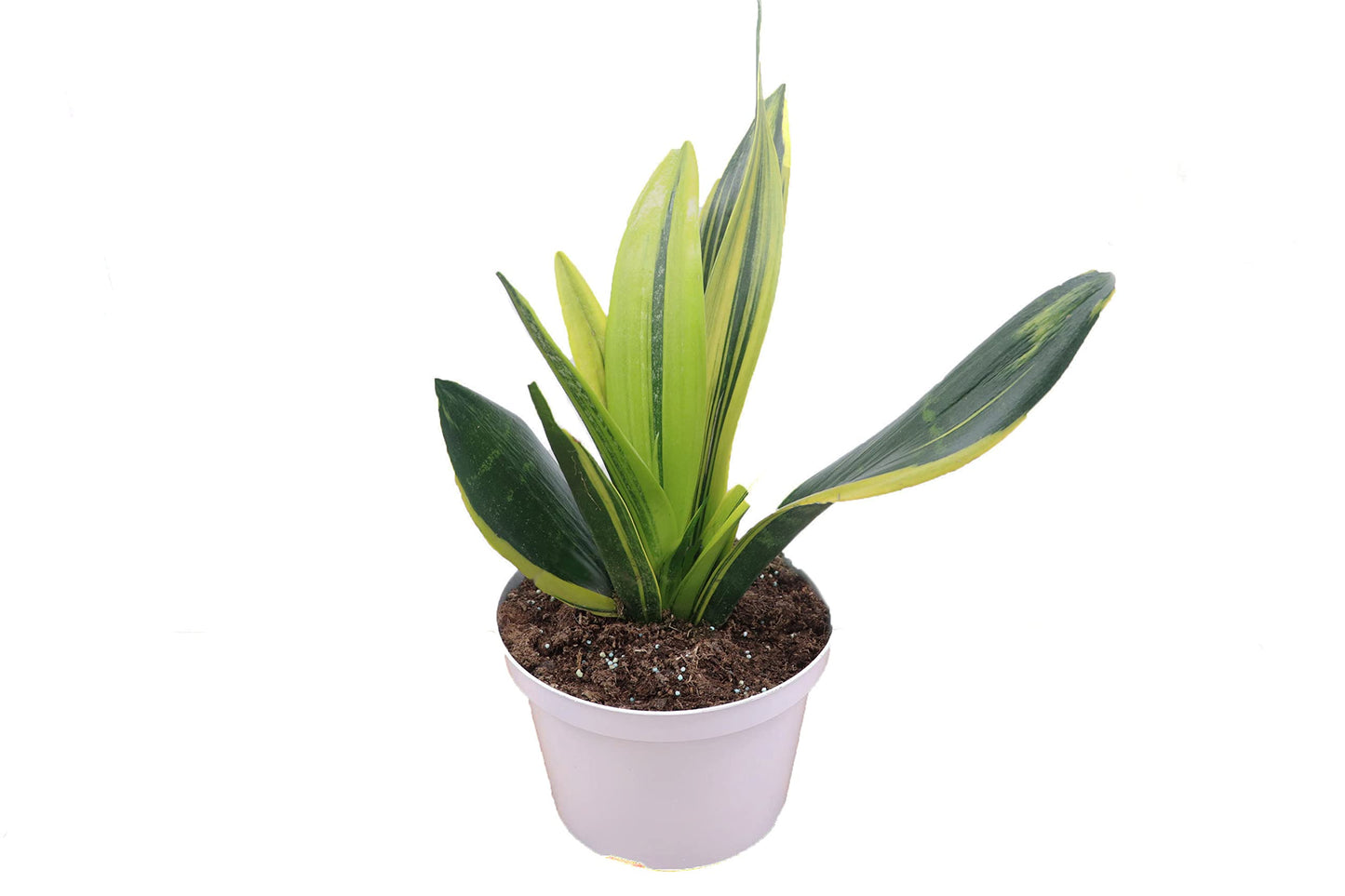 Sansevieria Snake Plants, Live Indoor Plant (Gold Flame, 8 inch)