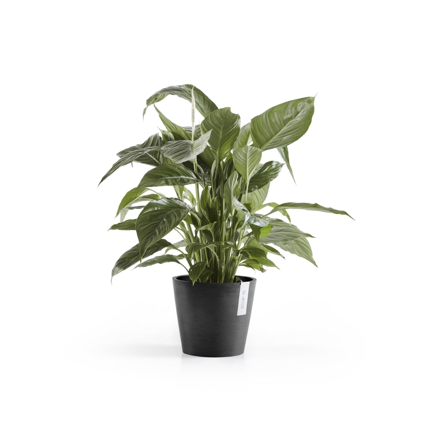 Ecopots Amsterdam Durable Modern Round Indoor/Outdoor Recycled-Based Composite Flower Pot Planter, Dark Grey, 8"