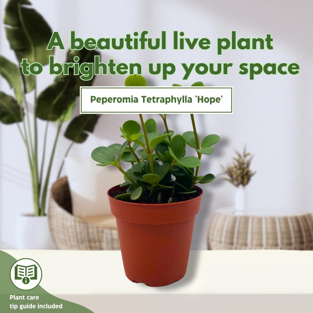 BubbleBlooms Peperomia Hope in a 4 inch Pot rotundifolia