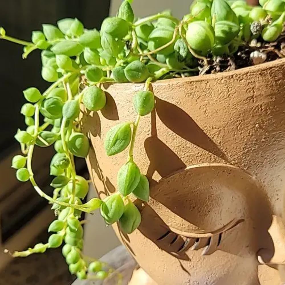 String of Pearls Plant Live in 2" Pot, Succulent Vine, Trailing Indoor Houseplant for Hanging Baskets (Green String of Pearls)