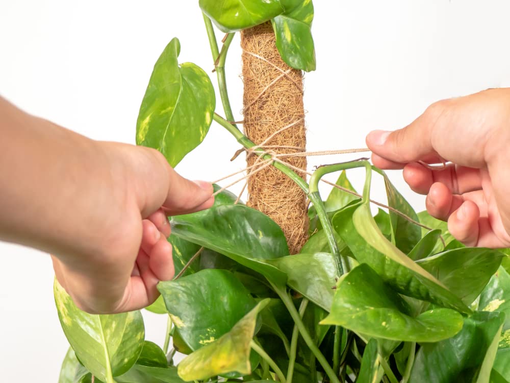 Envelor Coco Moss Poles Plant Support Stakes Coco Plant Stake Pothos Coir Totem Pole Monstera Moss Pole Climbing Plant Support Potted Plant Upward Growth Vine Stackable Coco Sticks, 36 inches, 4 Pack
