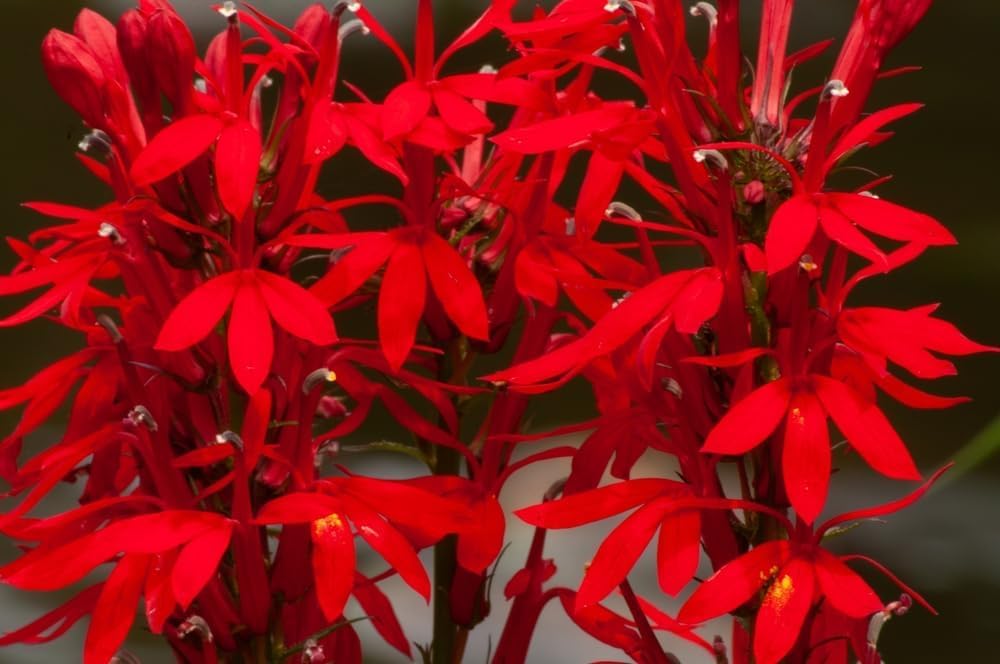 Red Cardinal Lobelia Flower Seedlings for Planting - Lobelia cardinalis - Stunning Red Blooms (1 Seedling)