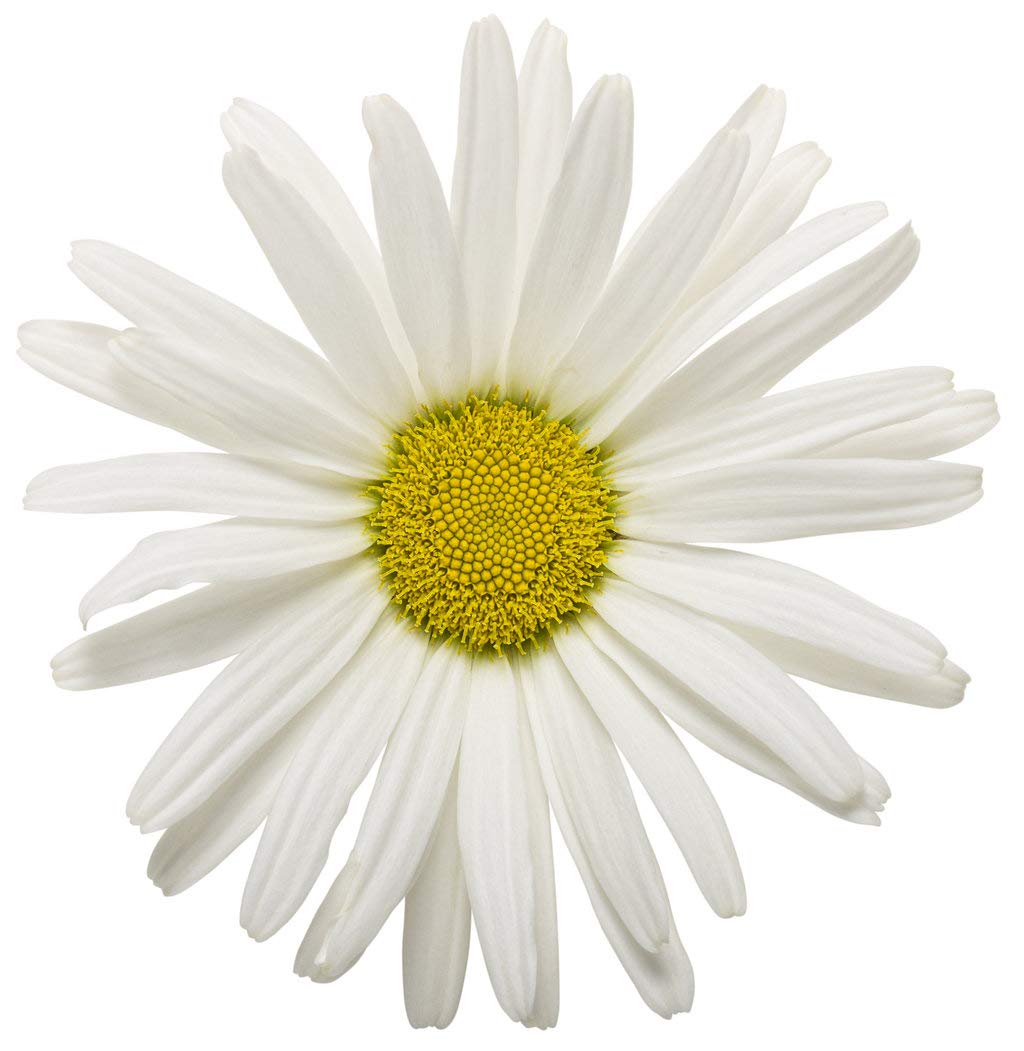 Proven Winners - Leucanthemum AMAZING DAISIES Daisy May (Shasta Daisy) Perennial, white flowers, 1 - Size Container