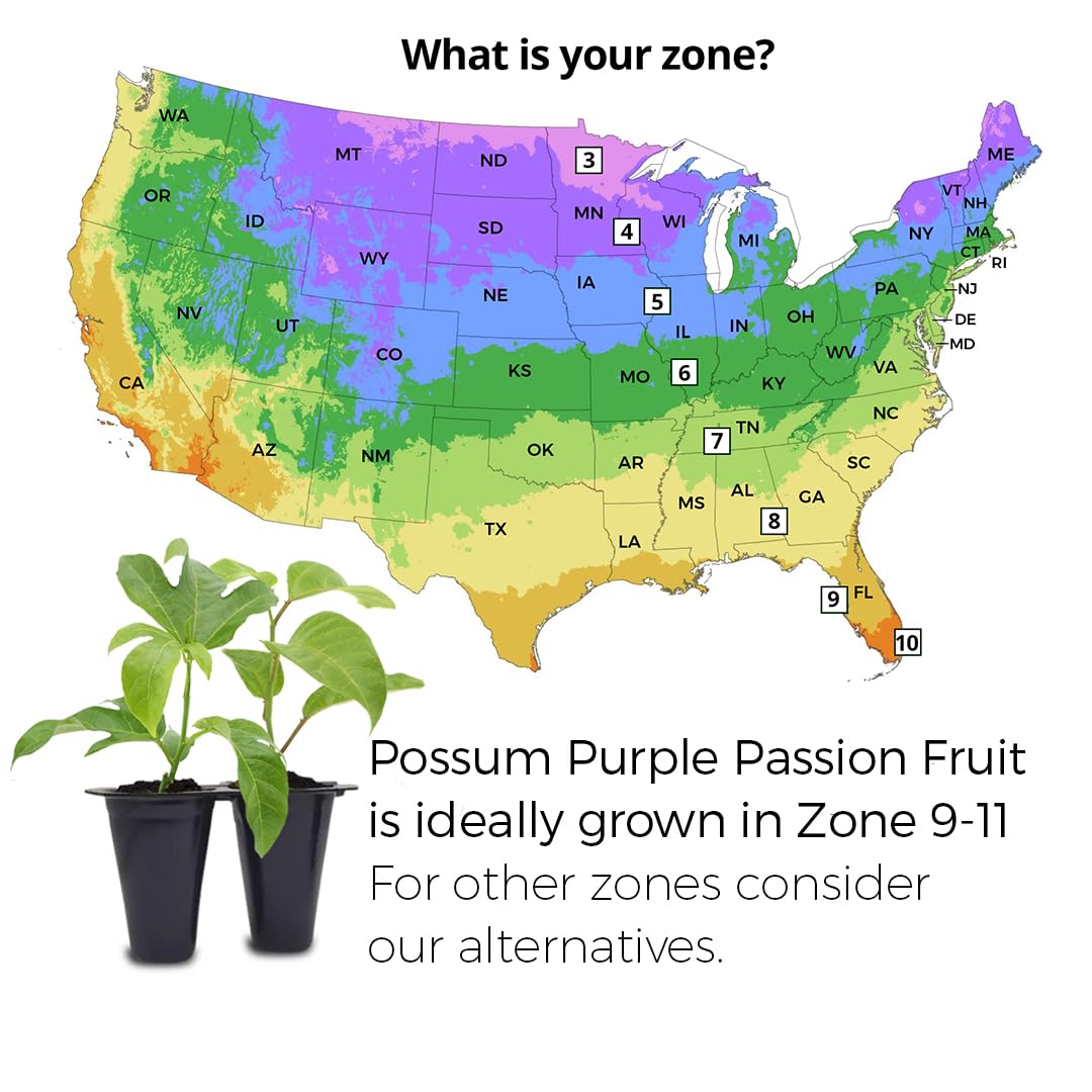 'Possum Purple' Passion Fruit Plants (4 Pack) – Live Starter Vines for Planting, Ideal for Trellises and Arbors, Producing Delicious Aromatic Fruits