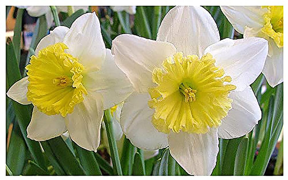 5 Ice Follies Narcissus Bulbs - Top Size Daffodil Bulbs