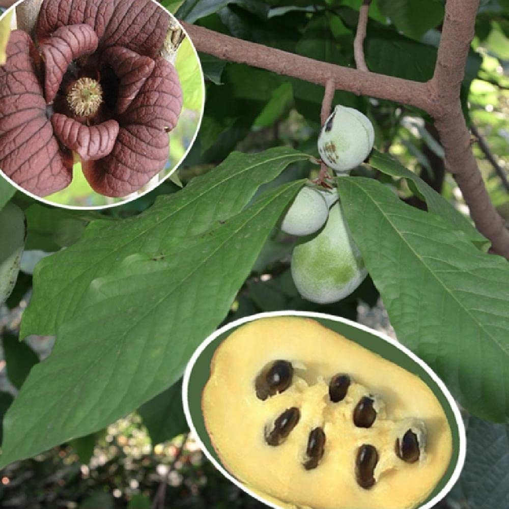 Pawpaw Seeds for Planting 10 Seeds Paw Paw Tree (Asimina Triloba)