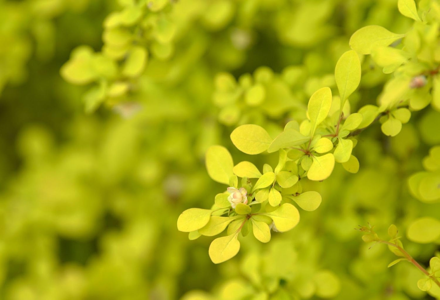 Live Plant - Aurea Golden Japanese Barberry