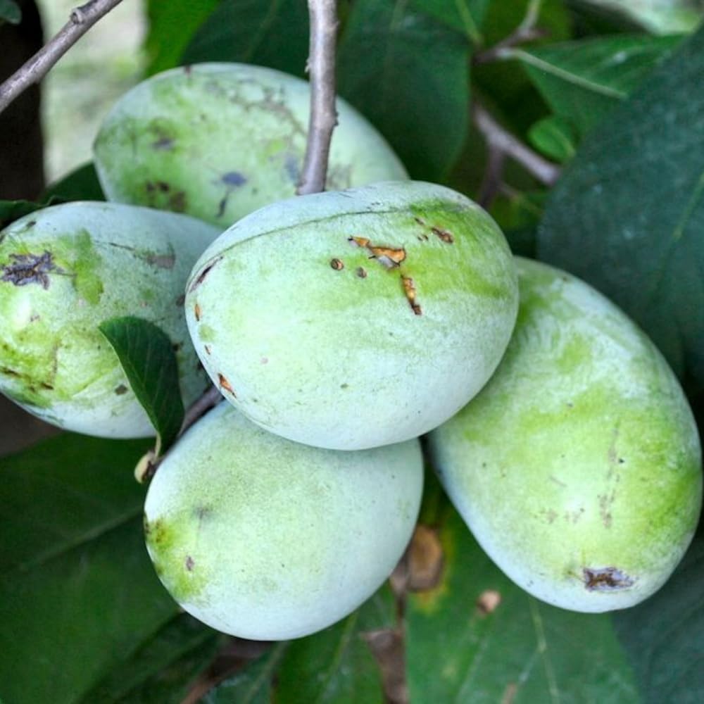 Live Pawpaw Tree 6-15 Inch Tall, Paw Paw Plant for Outdoor Planting, Quart Pot, Cold-Hardy Fruit Tree for Home Orchard
