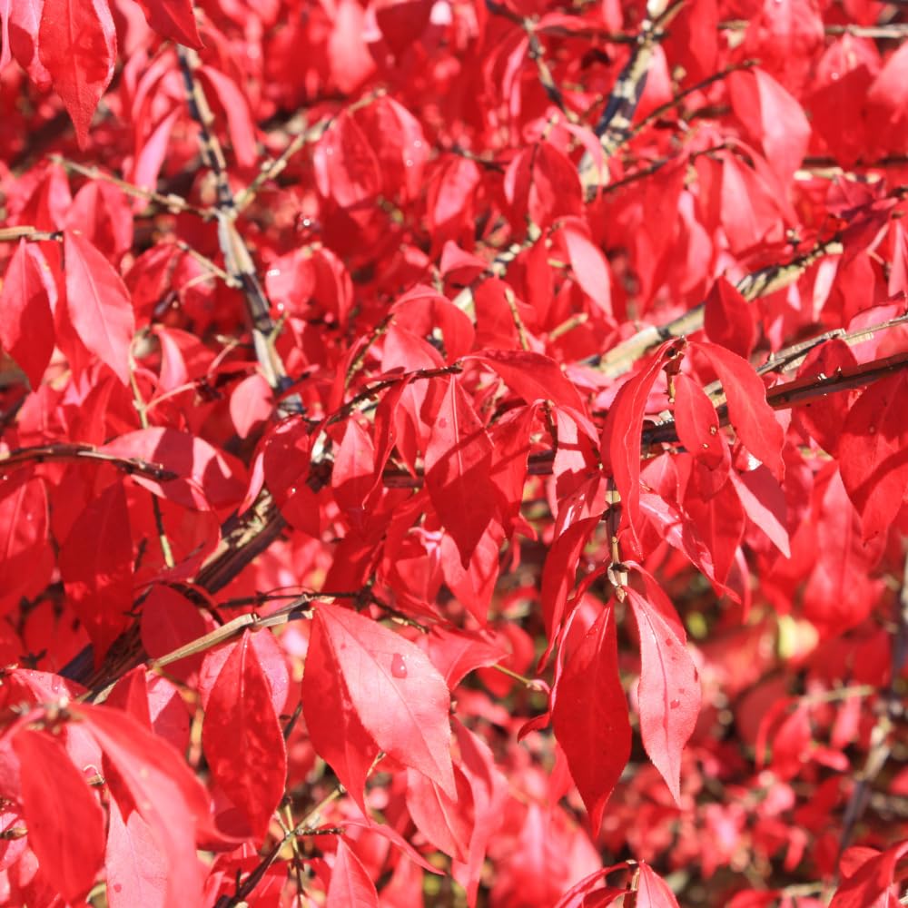 Dwarf Burning Bush Shrub Live Plant - Bare Root, Euonymus Alatus, Low Maintenance, Compact Dwarf Shrub with Brilliant Red Foliage for Garden & Landscape