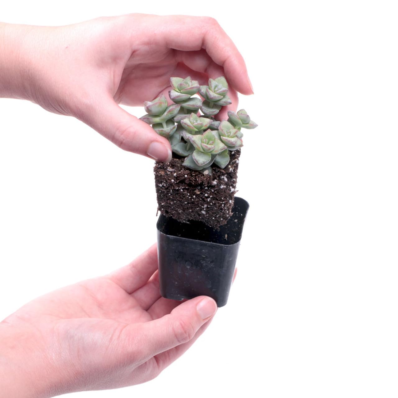 Mountain Crest Gardens Trailing & Strings Succulent Pack - 24 Live Plants in 2 Inch Pots - Real Succulents for Hanging Planters, Home Decor, and DIY Arrangements