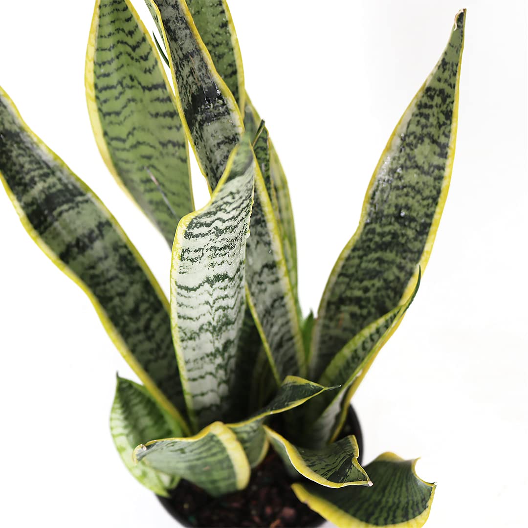 American Plant Exchange Snake Plant Bundle – Medium 6-Inch Pot Sansevieria Laurentii & Zeylanica, Low-Maintenance, Air-Purifying Live Houseplants for Home, Office, or Outdoor Garden Décor