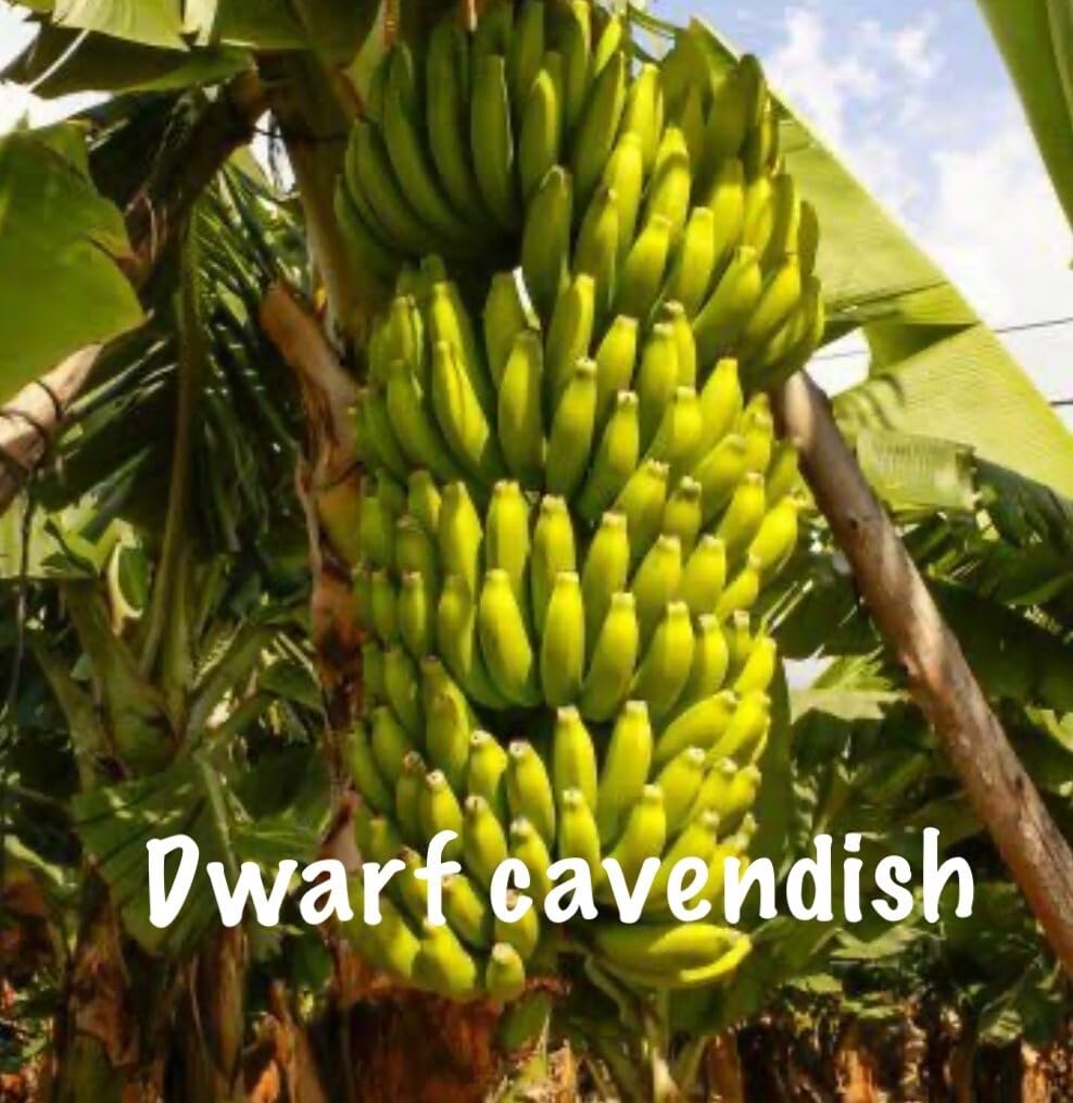 Live Plant - Musa - Dwarf Cavendish - 4-10” 2 Trees