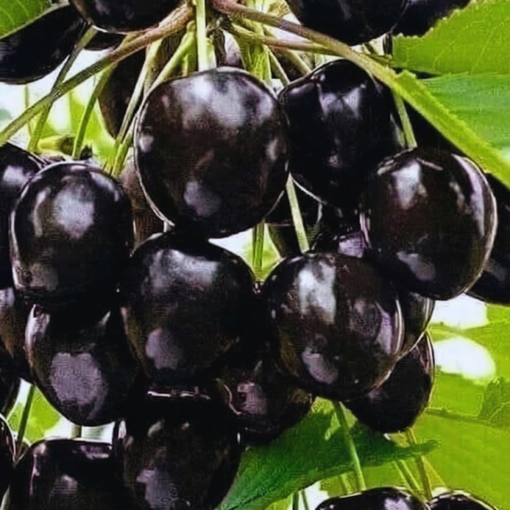 2 Black Cherry Trees Live Plants Bare Roots, Sweet Cherry Fruit Tree Plant for Gardening Outdoor, 1 to 1.5 FeetTall