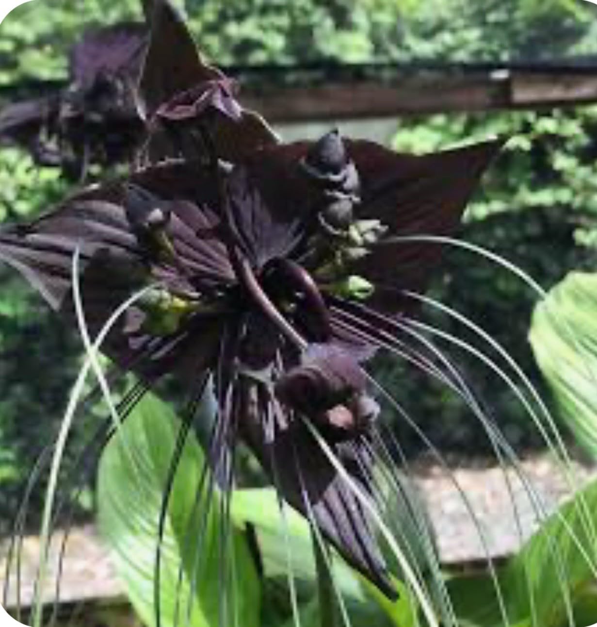 Live Plant - Black Bat Flower-Tacca Chantrieri-Aka Black Lily-Small Rooted Starter Plant