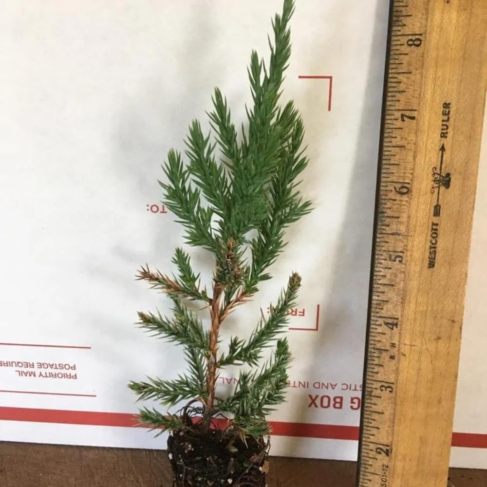 Spiny Greek Juniper (3)