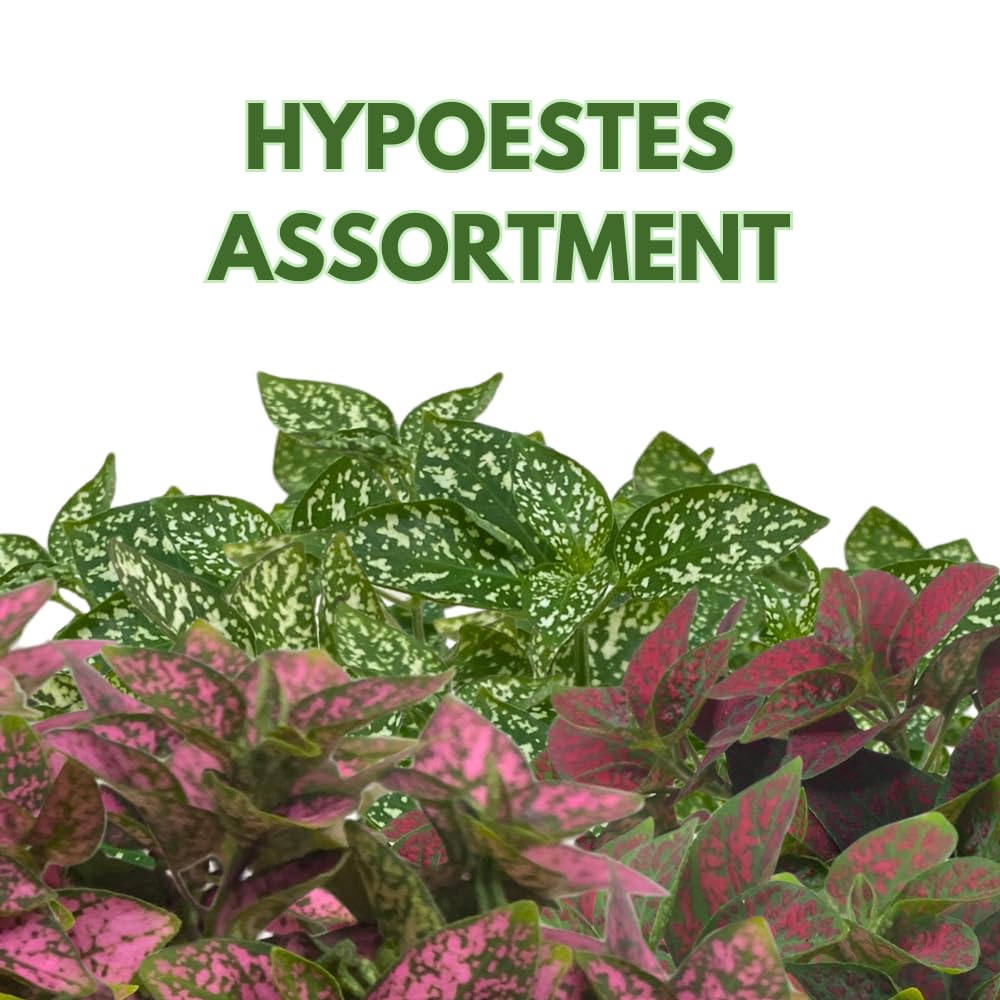 BubbleBlooms Polka Dot Plant Assortment in a 4 inch Pot Hypoestes Phyllostachya, Pink, White, and red, Flamingo Splash, Set of 3