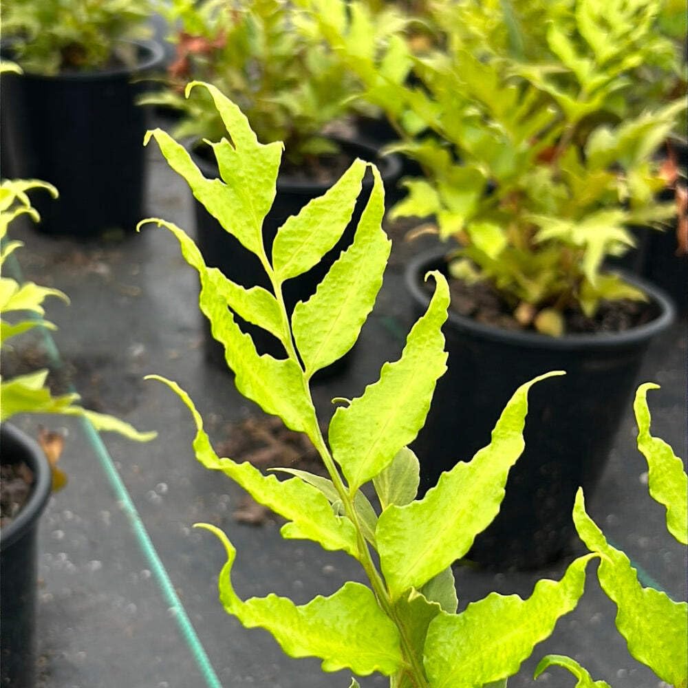 Fern-C. Japanese Holly Fern (1 Gallon)