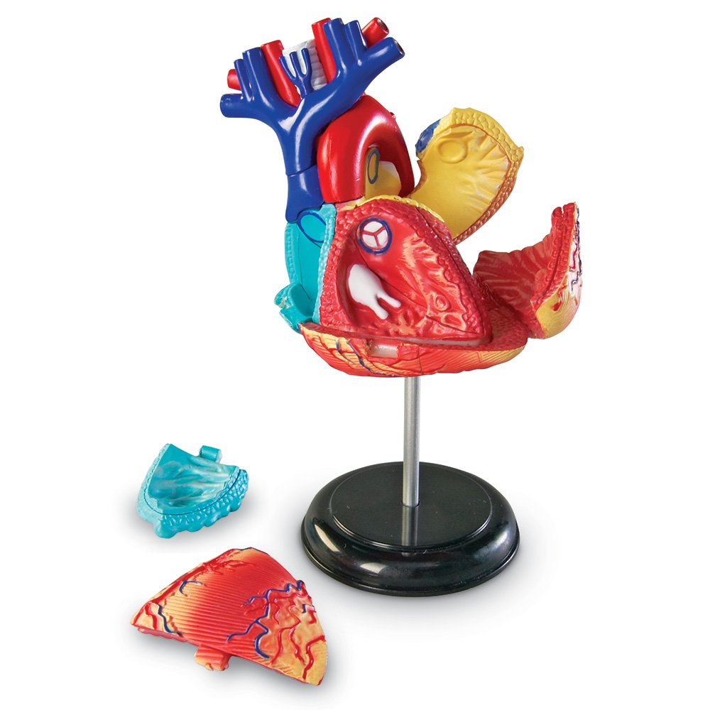 Learning Resources Human Heart Model, Anatomy and Science Classroom Must Haves, Body Model, STEM Study Tools, Back to School Kits, Homeschool Gifts for Students