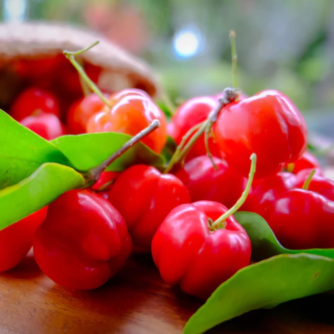 Dwarf Barbados Cherry Tree 4-8" in Tall, Sweet Cherry Live Plant, Starter Plants High Yielding, No Pot, Outdoor Spring Planting