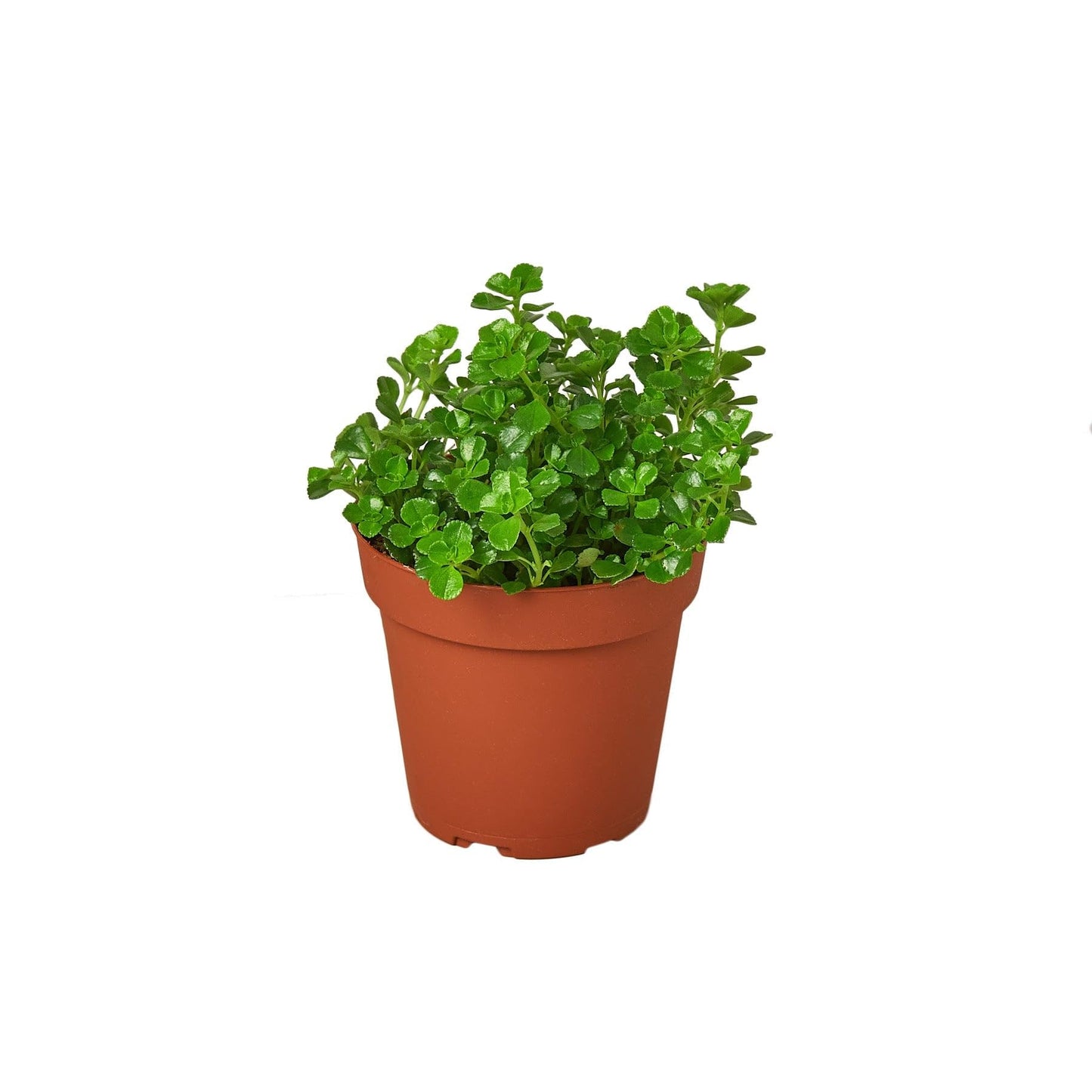 Nettle 'Baby's Tear' | Live Plant for Indoor & Outdoor | for Living Room, Office, Bathroom | (3" Pot)