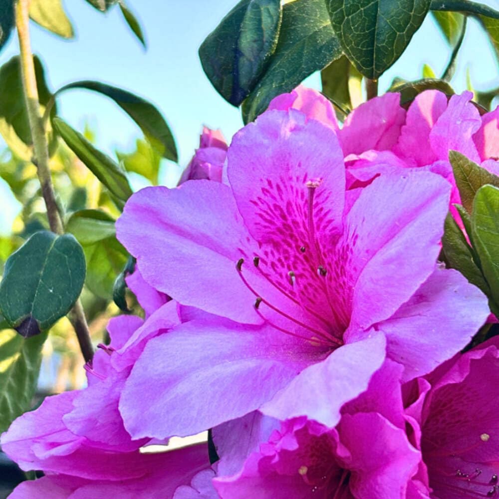 Azalea Pink Ruffle, 3 Gallon, Live Compact Reblooming Evergreen Shrub, Part Sun, Pink Flowers