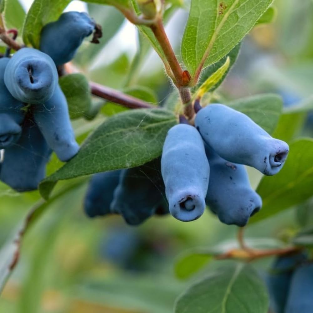 Honeyberry Bush Plant, 6-8 Inch Tall Sweet Blue Honey Berry Tree, Perennial Haskap Plant