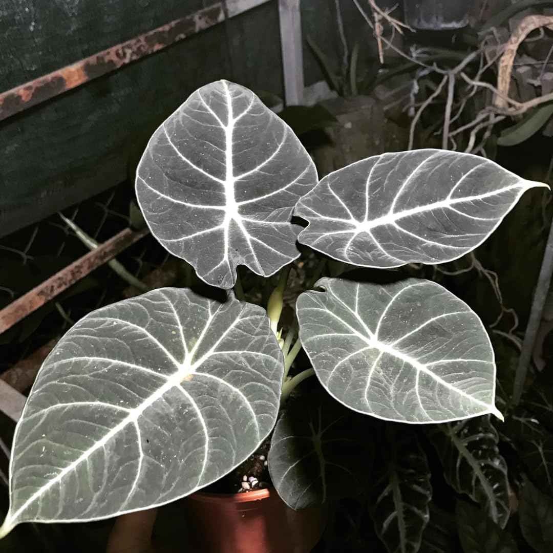 Sets 5 Alocasia Black Velvet Live Plants Indoor, 4-6 Inches Tall - Tropical Plant with Dark Leaves, Low Maintenance