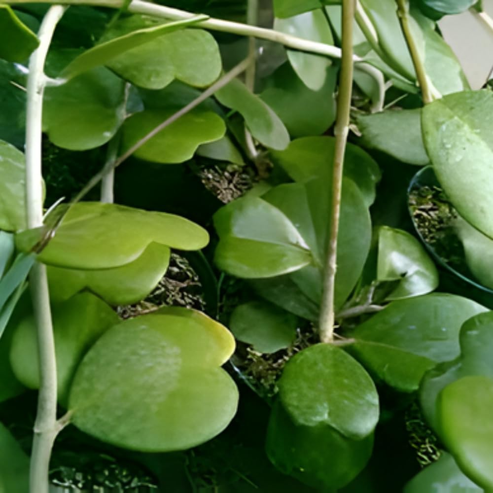 Hoya Kerrii Heart Plant Live in 4" Pot | Low Maintenance Heart-Shaped Succulent | Established Root System for Windowsills and Desks