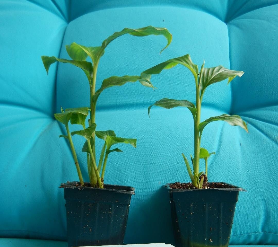 Live Plant - Hawaiian Red Ginger-Alpinia Purpurata- Small Rooted Starter Plant