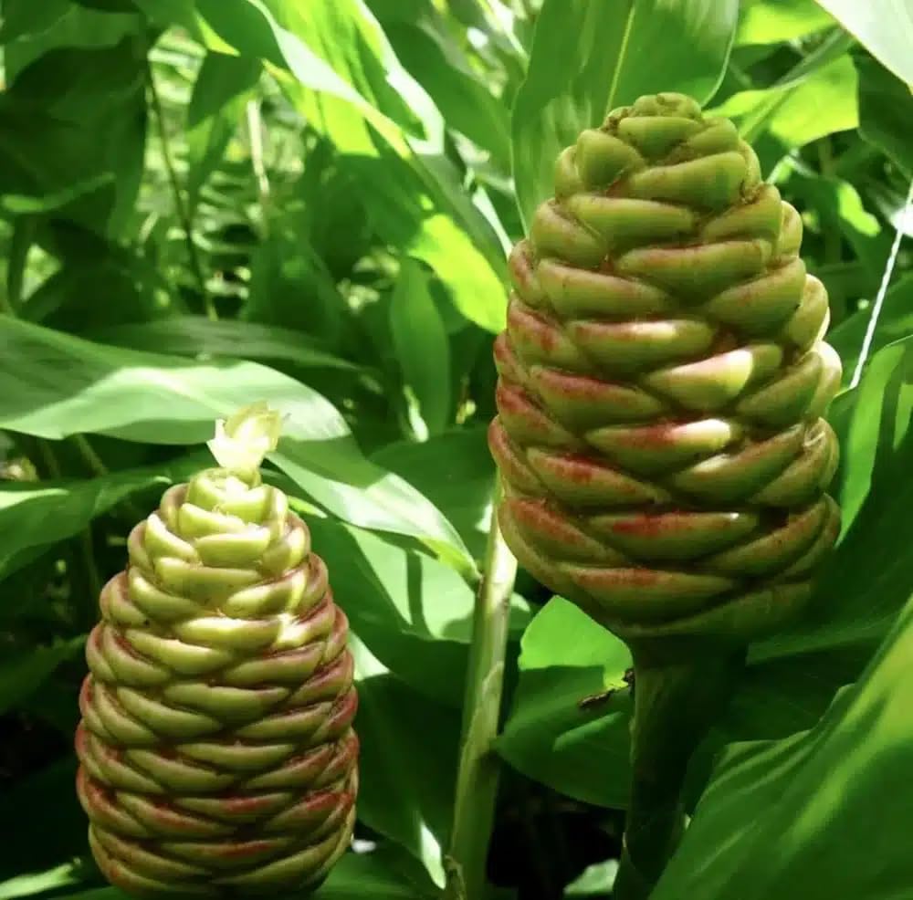 Live Plant - Pinecone Ginger (Zingiber zerumbet) Ornamental Live Plant 10”-20”