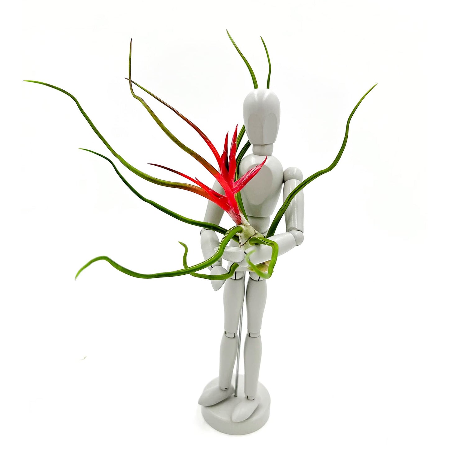 ragnaroc Air Plants - Flowering Tillandsia Bulbosa Belize, Giant 7-9" - 2ct - Live Arrival Guaranteed - House Plants for Home Decor & Gift