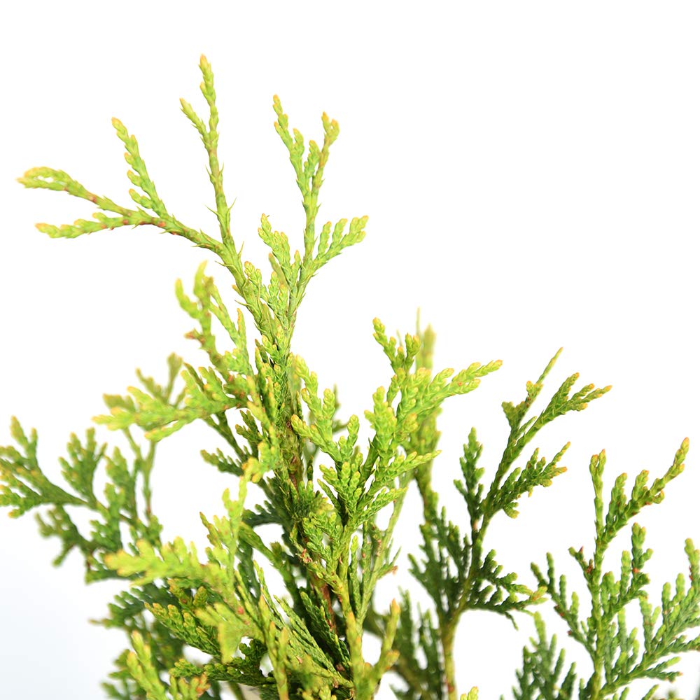 Perfect Plants Thuja Green Giant 2-3'