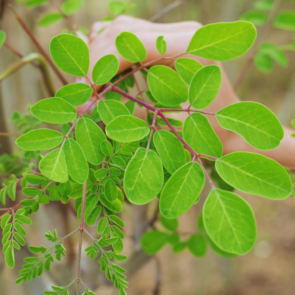 Moringa Tree Plant Live Moringa Plant for Garden, 4 Inc Pot