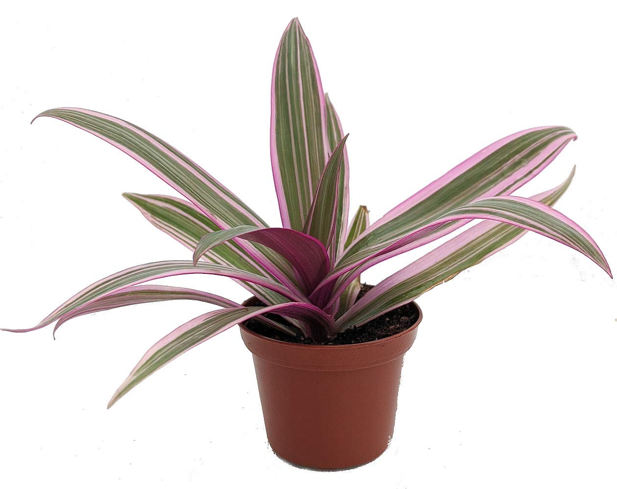 Tricolor Moses in The Cradle Plant -Rhoeo spathacea Tricolor - 2.5" Pot