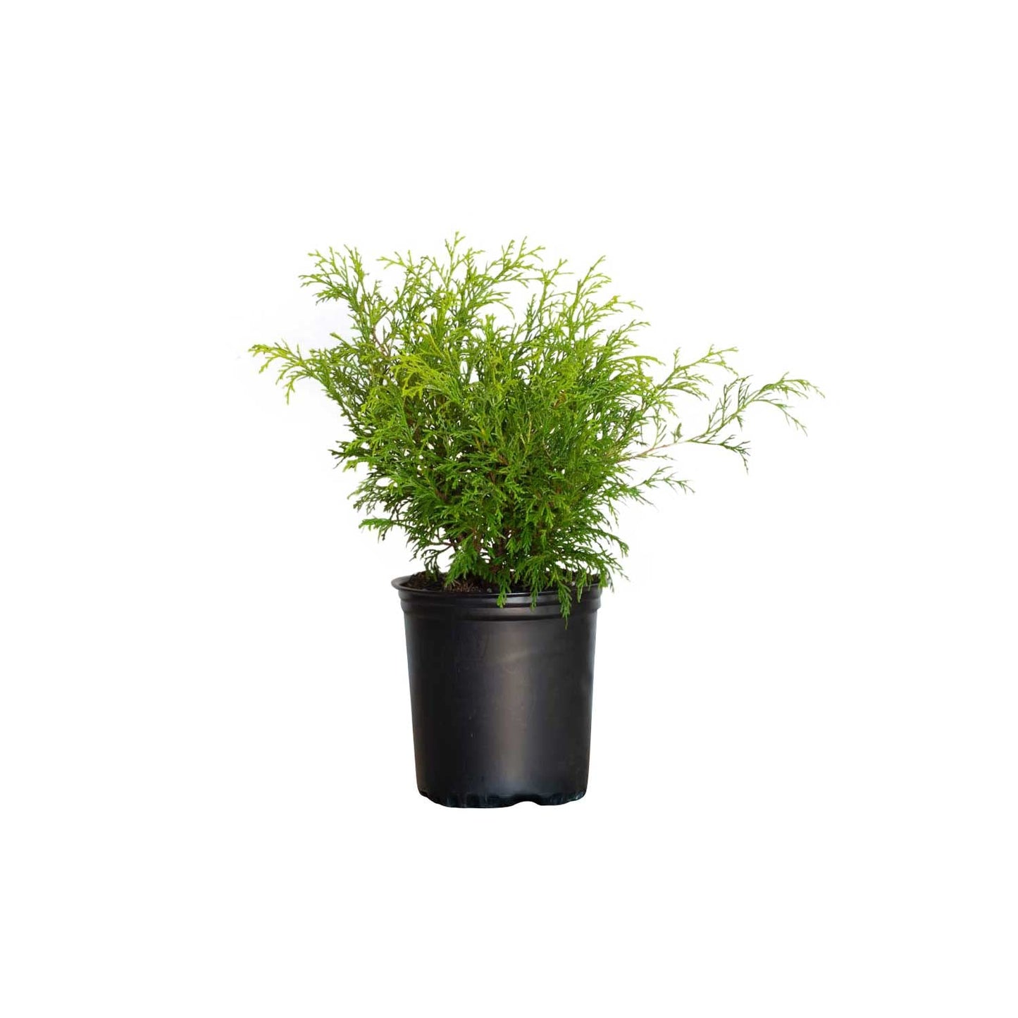 Gold Mop Threadleaf False Cypress (2.5 Quart) Weeping Evergreen Shrub with Yellow Foliage - Japanese Chamaecyparis Pisifera