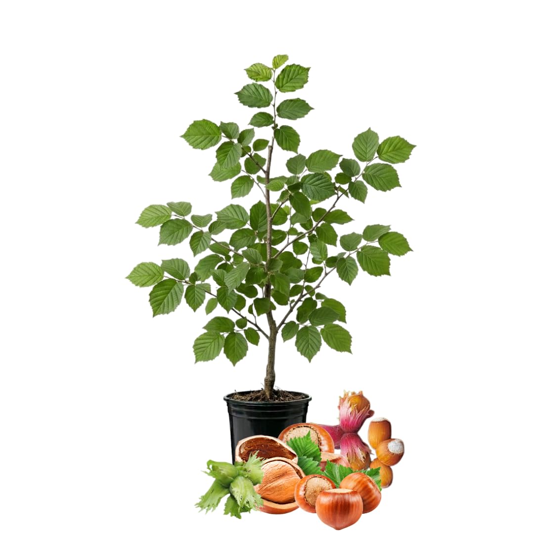 Live Hazelnut Tree Plant 3 Years Old, 2–3 Feet Tall, 3 Gallon Pot, Outdoor Nut Tree for Backyard Orchard and Garden Growing