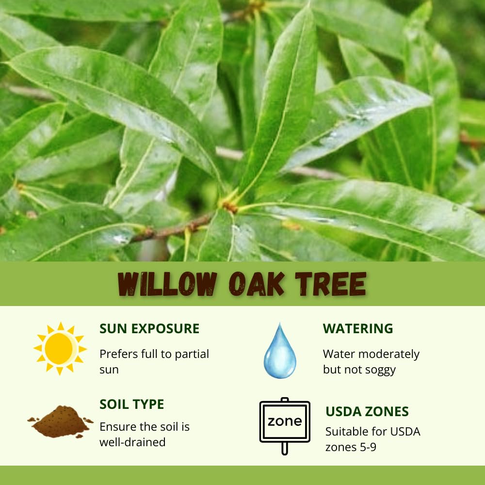 Pack 2 Willow Oak Plants Live, Oak Shades Tree from 12 to 18 Inches Height for Planting, Zones 5-9
