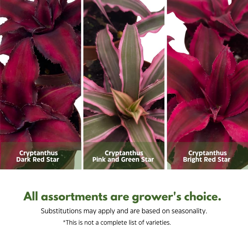 BubbleBlooms Cryptanthus bivittatus Assortment, Earth Star Bromeliad Set, 3 Different Succulents