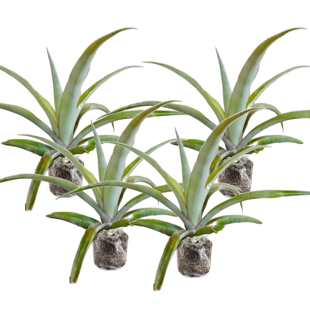 4 White Jade Pineapple Fruit Trees Live Plants, Pineapple Seedlings for Backyard Gardening, Pineapple Plants Live