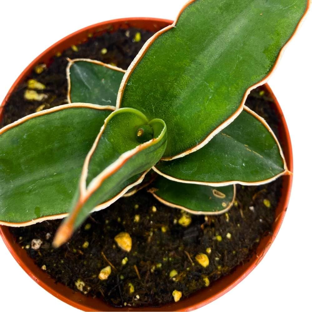 BubbleBlooms Samurai Dwarf 4 inch Sansevieria Lavranos Banana Ehrenbergii, Star Exotic Snake Plant