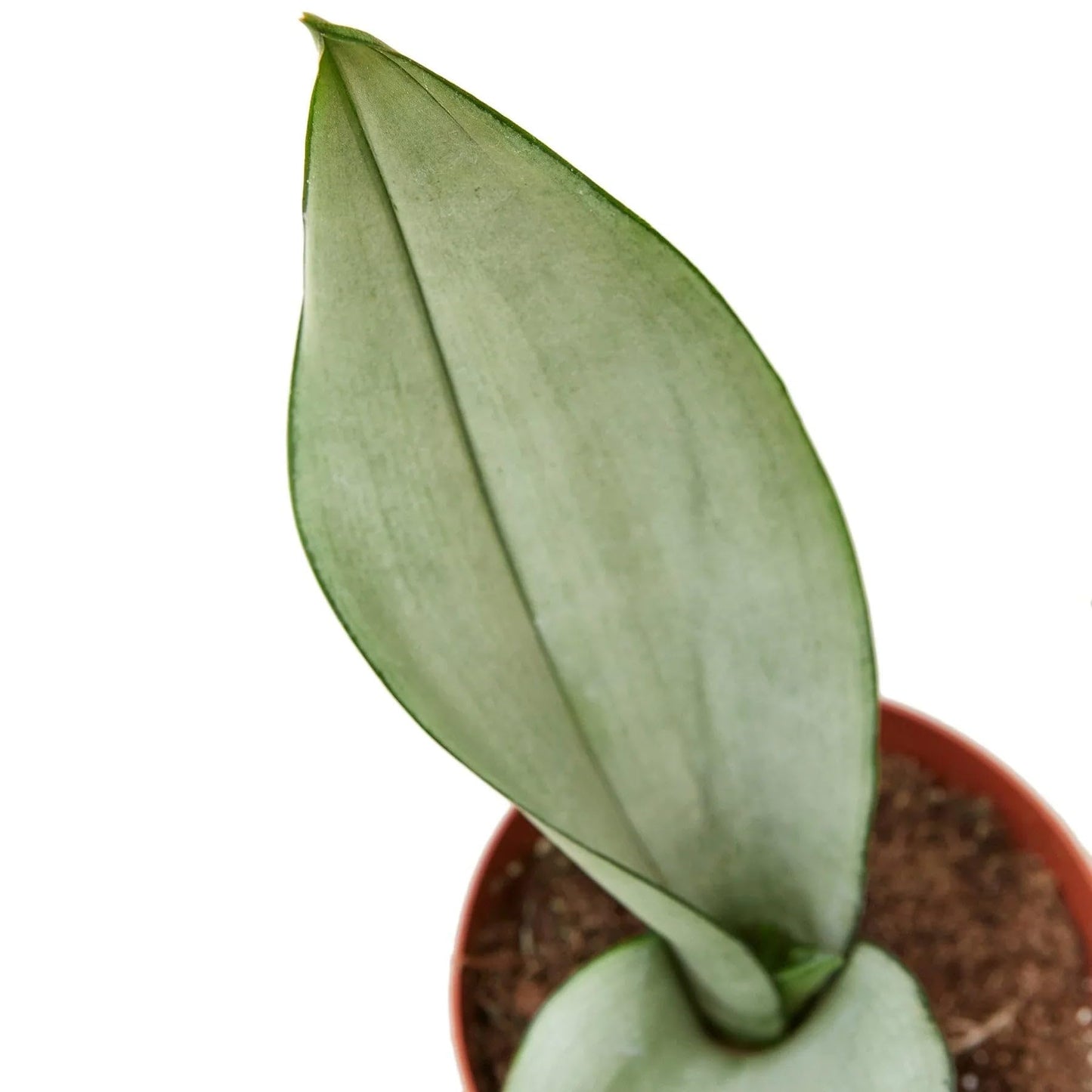 Snake Plant Moonshine | Live Plant for Indoor & Outdoor | for Living Room, Office, Bathroom | (4" Pot)