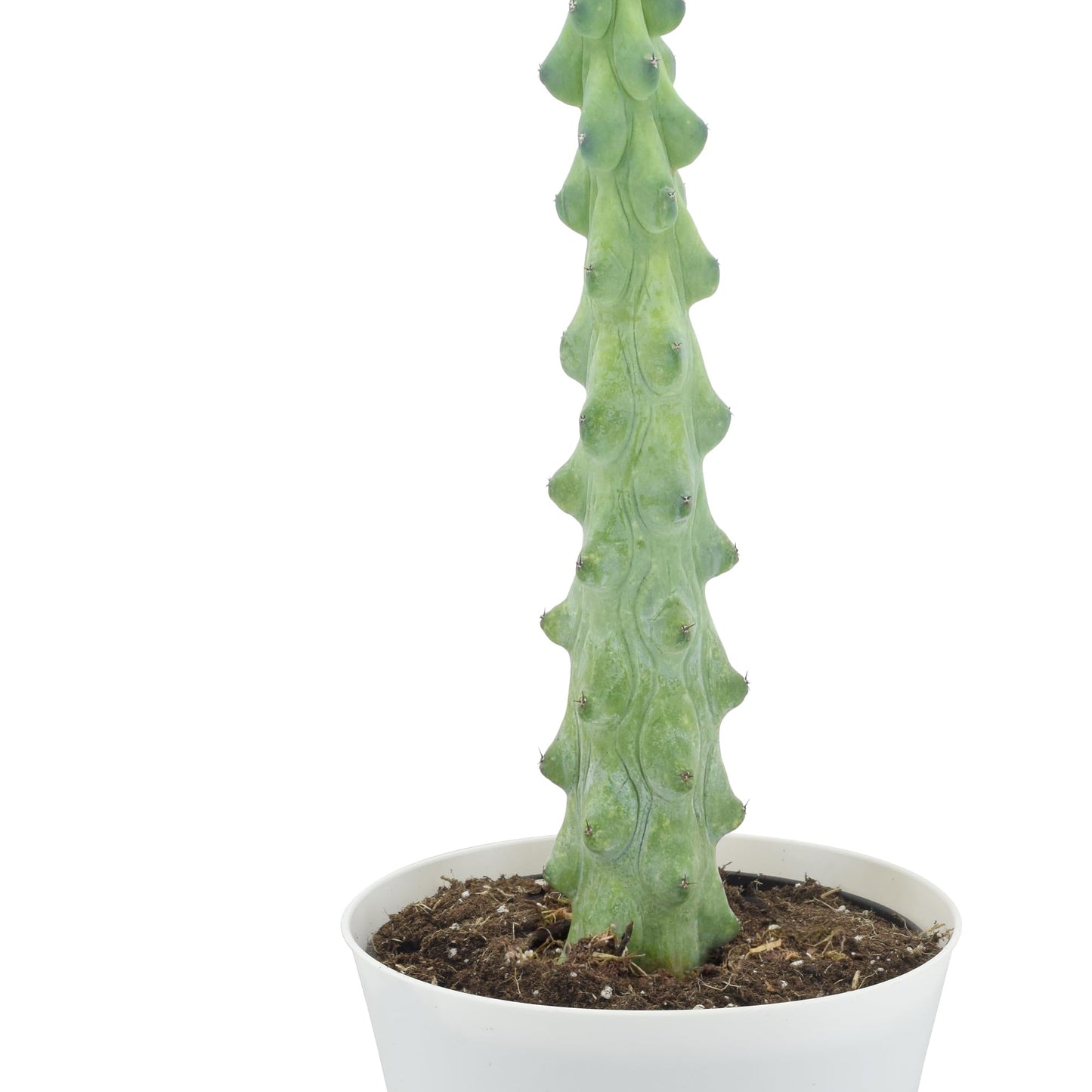 Arcadia Garden Products LV76 4" Boobie Cactus Rare Live Indoor Houseplant in Plastic Pot for Home, Work or Gift, White *** Cannot Ship to Hawaii ***