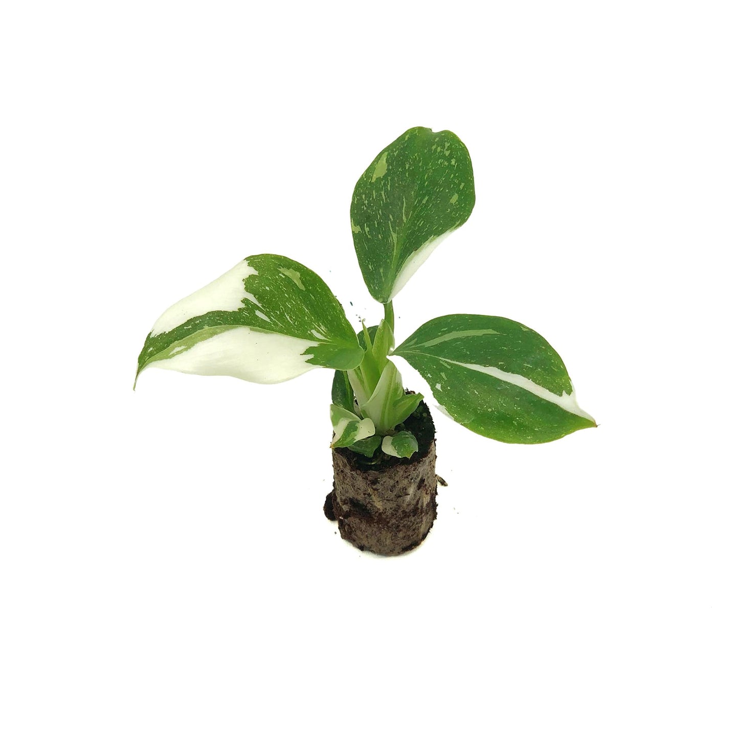 Live Plant - Philodendron White Wizard, 4-6” Tall 2” Plug - 1ct - Live Arrival Guaranteed - House Plants for Home Decor & Gift