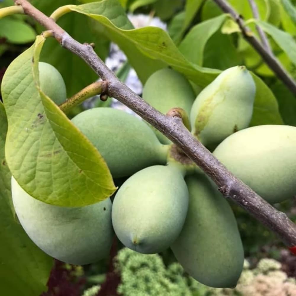 3 Pawpaw Trees Live Plants, 1 Year Old Paw Paw 7 to 12" Tall Bare Roots, Dormant in Winter