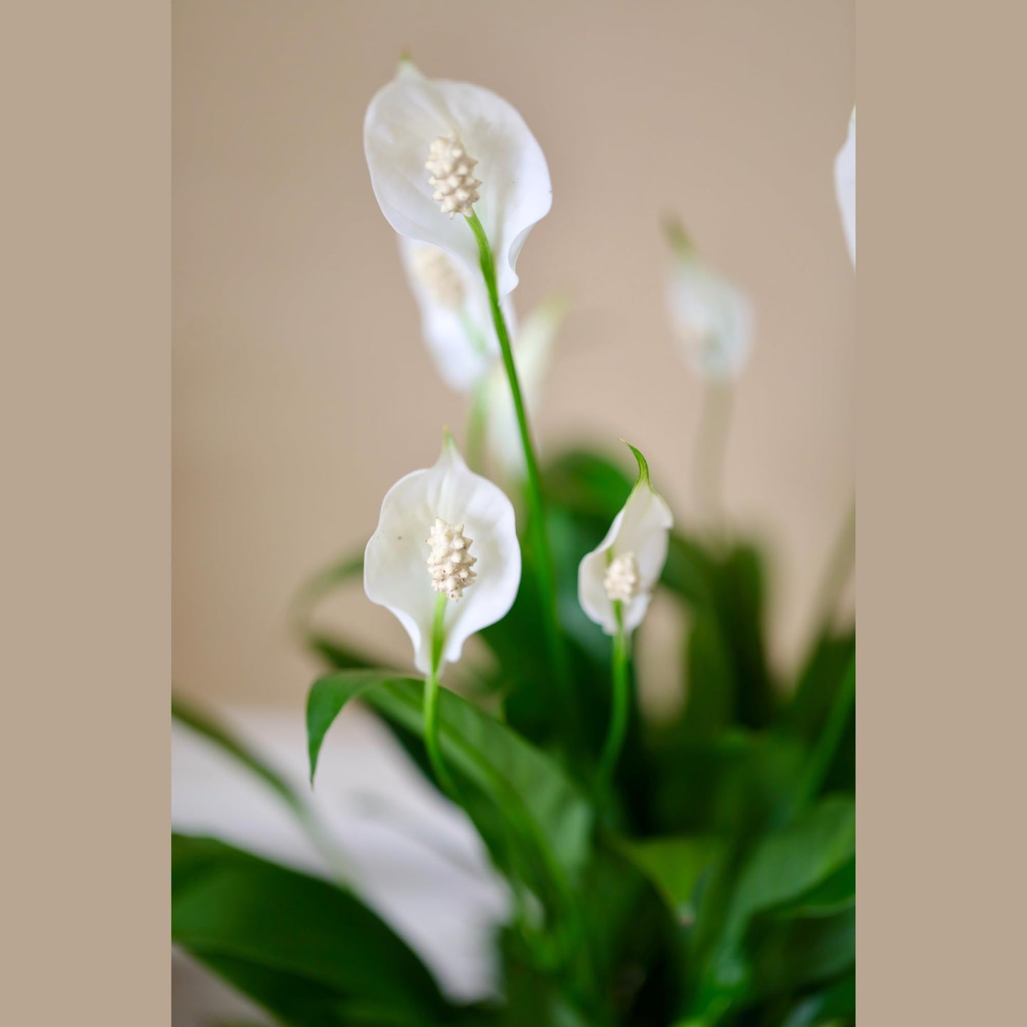 PLANTVERS Spathiphyllum Peace Lily in a 4" Nursery Pot | Air-Purifying Indoor Plant | Low Maintenance | Elegant White Blooms | Low-Light Plant