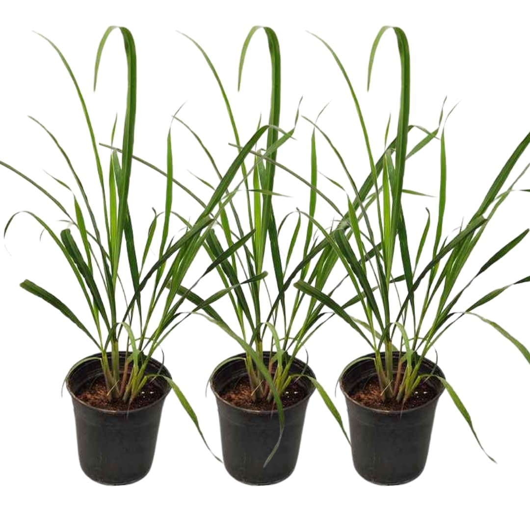 2 Lemon Grass Live Plants in Pot for Outdoor Planting, 4-10 Inc Tall Live Lemongrass Plants for Planting in Spring, Fragrant Herbs