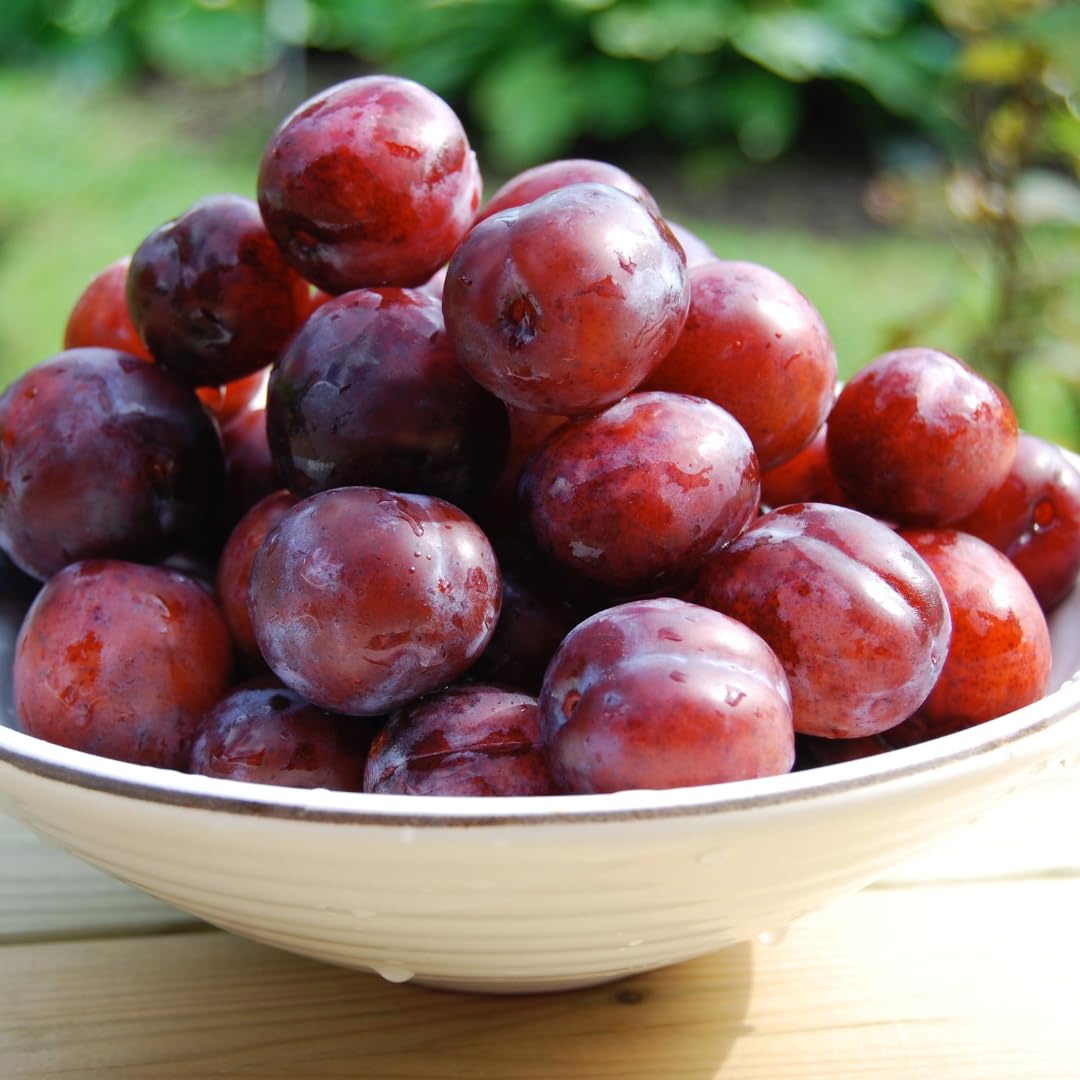 Live Red Plum Fruit Tree, Sweet Fruit Tree, 3 Feet Tall in 3 Gallon Pot, Ready for Outdoor Planting, No Ship to CA